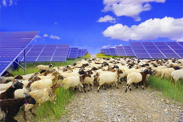 要闻 | “光伏羊”助力绿色发电 “牧光互补”丰富碳中和内涵